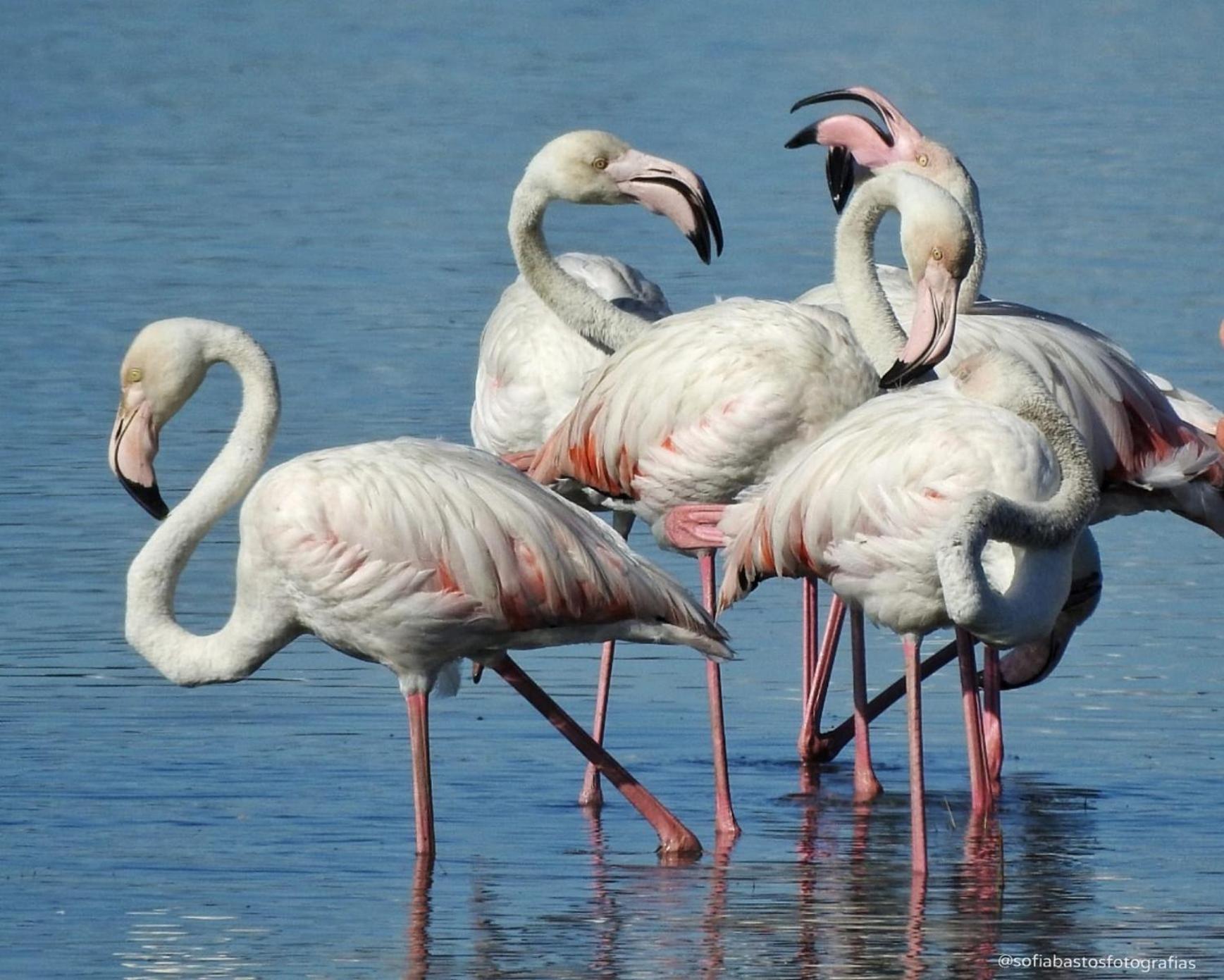 מלון קורויוס Flamingo'S Bay מראה חיצוני תמונה